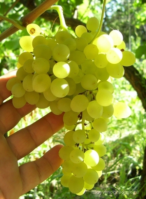 Описание болезней винограда кишмиш 342