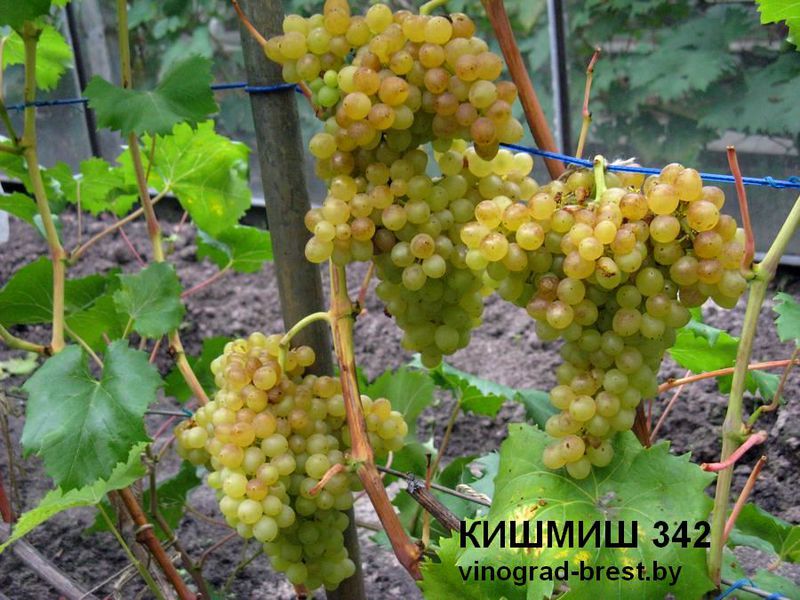 Урожай виногорада Кишмиш 342
