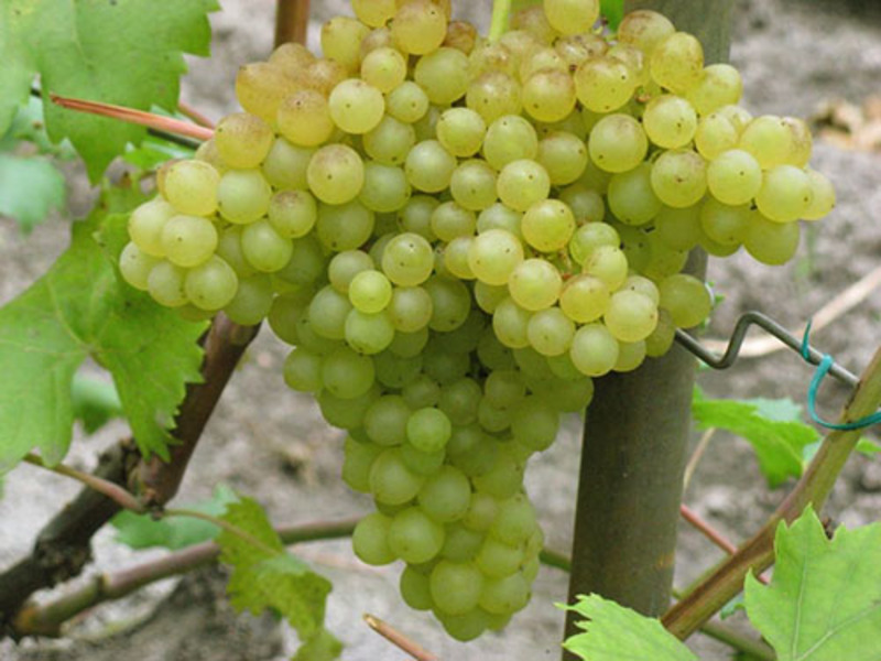 Виногорадная гроздь Кишмиш 342