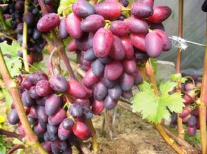 Красотка – сорт винограда с гармоничными вкусовыми показателями и тонизирующим эффектом