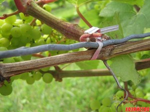 Способы весенней подвязки винограда