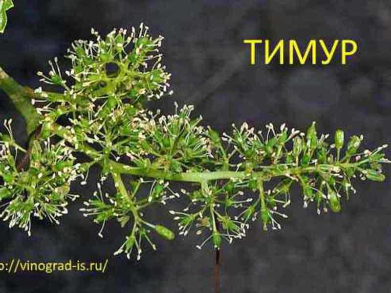 Виноград Тимур соцветие фото