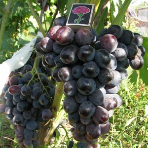 Выращивание винограда Фуршетный