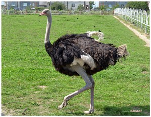 Африканский страус — самая крупная птица во всём мире