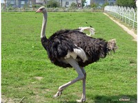 Африканский страус — самая крупная птица во всём мире