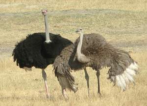 Рацион африканского страуса