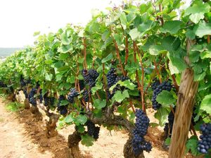Правила и рекомендации для ухода за виноградом весной