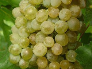 Преимущества винограда Кристалл