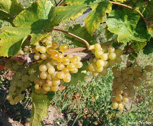 Уход за виноградом Кристалл и его защиты от вредителей и разных заболеваний