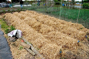 Технология выращивания картошки под соломой