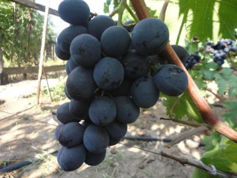 Как растет виноград руслан