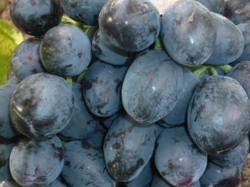 Как вырастить сорт винограда