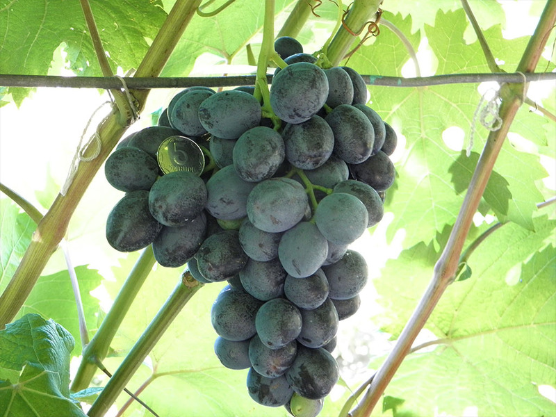 Как растет виноград руслан