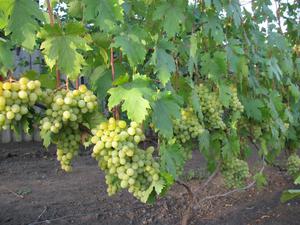 Как формируется виноградная лоза