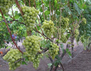 Как ухаживать за виноградом валек