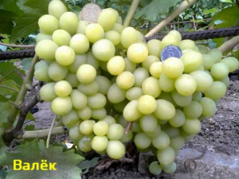 Сорт винограда валек описание 