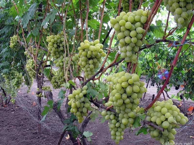 Как можно вырастить сорт винограда