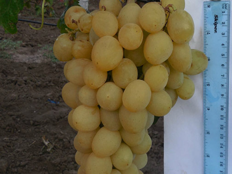 Белый виноград валек