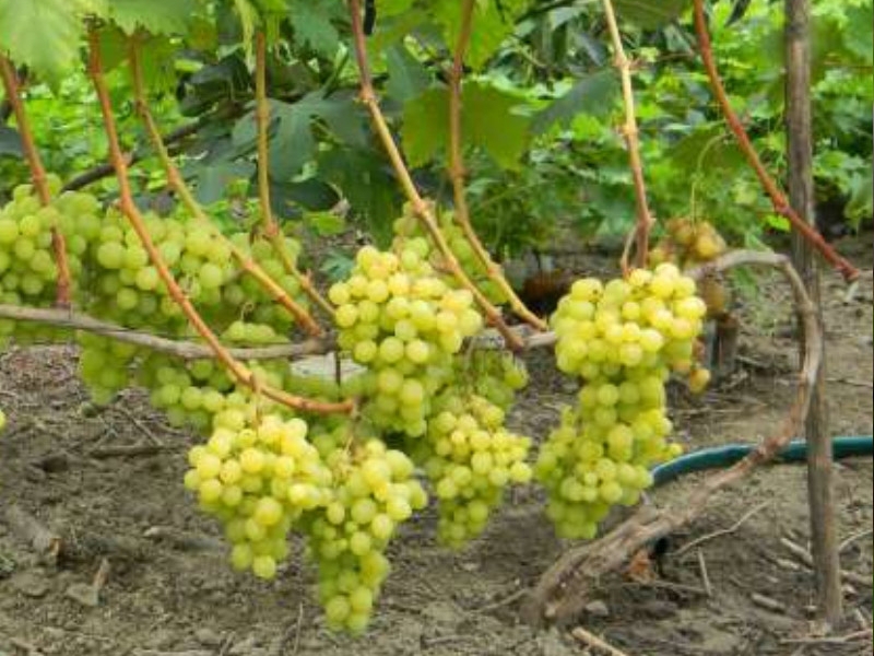 Как выглядит сорт винограда валек