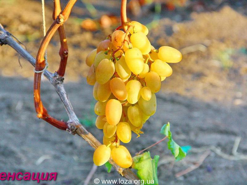 Правила выращивания винограда