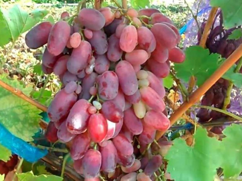 Сенсация сорт винограда