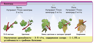 В чем особенность сезонной обработки винограда