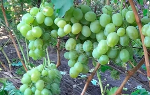 Характеристика саженцев сорта белого винограда