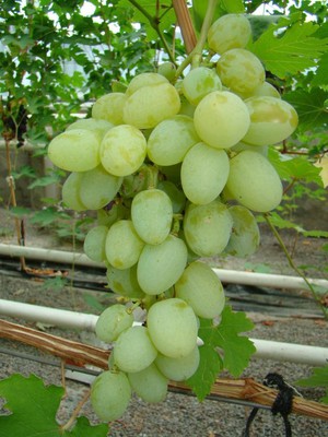 Гибриды сорта винограда Богатяновский