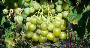 Спелая гроздь винограда Богатяновский