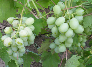 Столовые сорта винограда Богатяновский