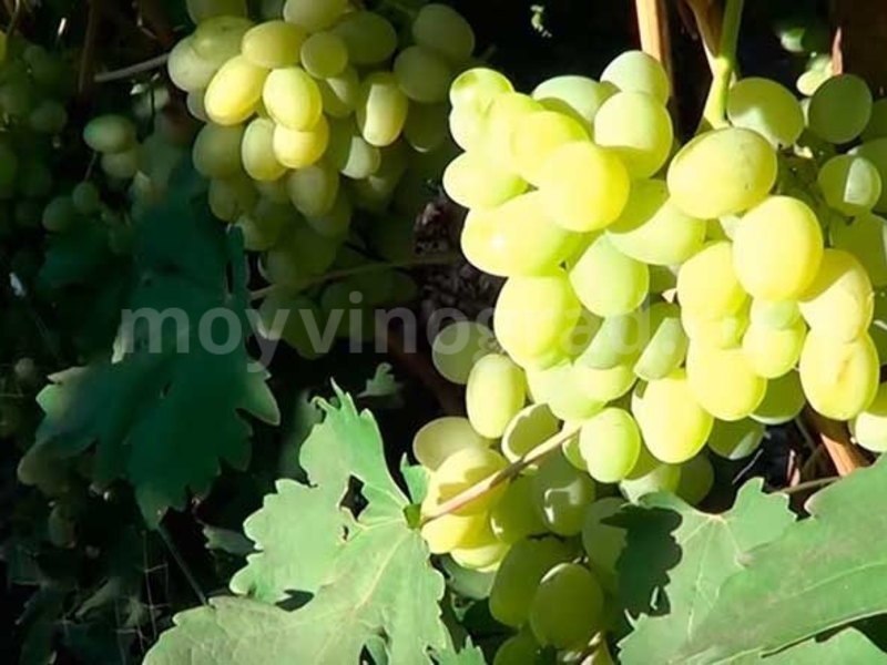 Привитые саженцы сорта винограда Богатяновский