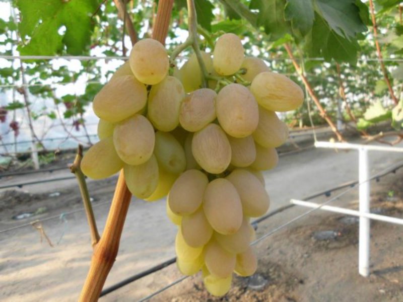 Технология выращивания сорта винограда Богатяновский
