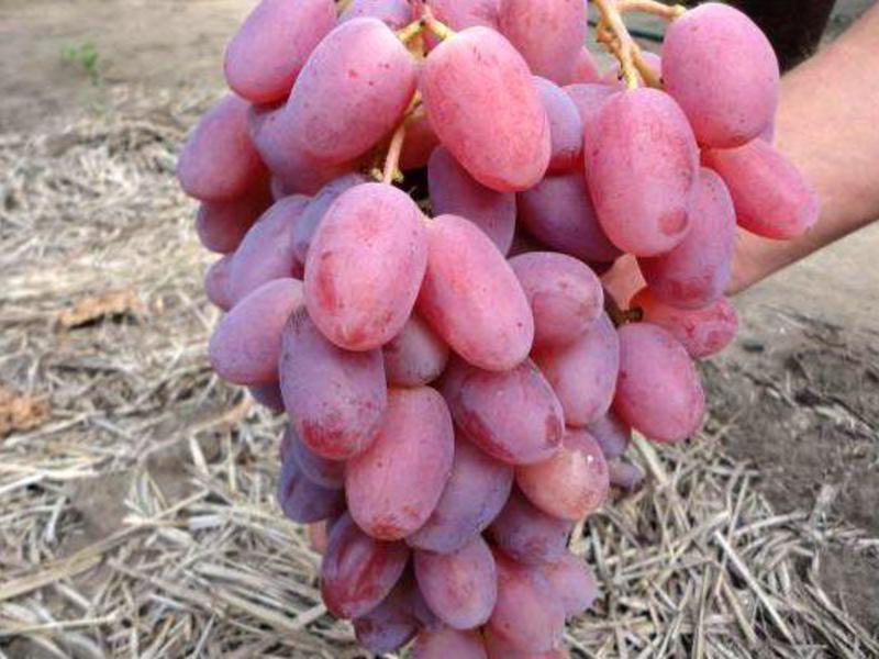 Характеристика винограда Богатяновский
