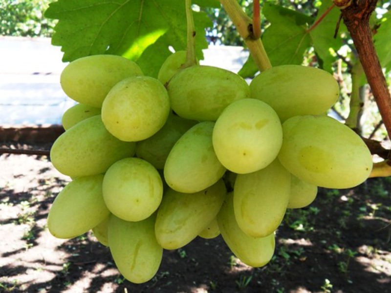 Сорт винограда Богатяновский