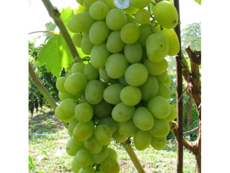 Гибридная форма винограда сорта Богатяновский