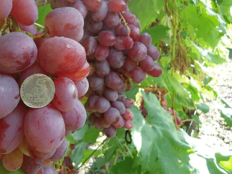 Столовая гибридная форма винограда Богатяновский