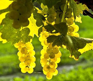 Описание винограда Белое Чудо