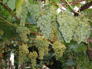 Когда созревает виноград Белое Чудо