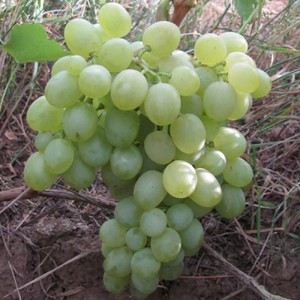 Удобрение винограда сорта Белое Чудо