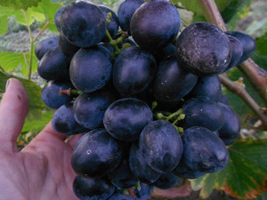 Недостатки сорта винограда