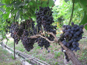 Как посадить винограда гала