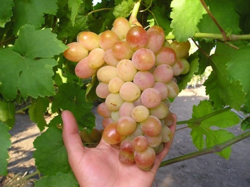 Урожай винограда сорта Белое Чудо