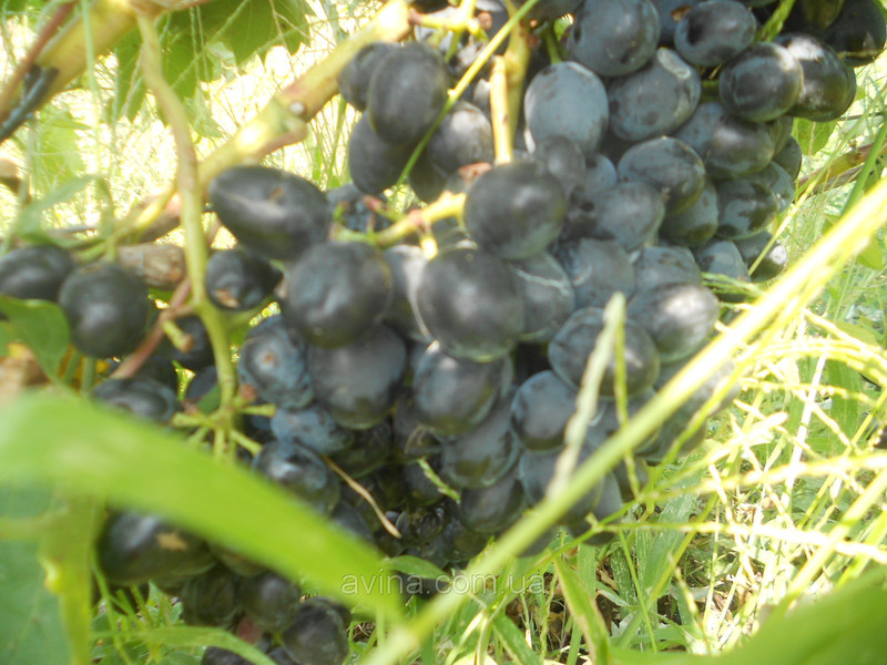 Описанеи сорта винограда