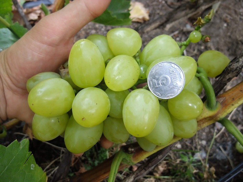 Отзывы о винограде сорта Белое Чудо