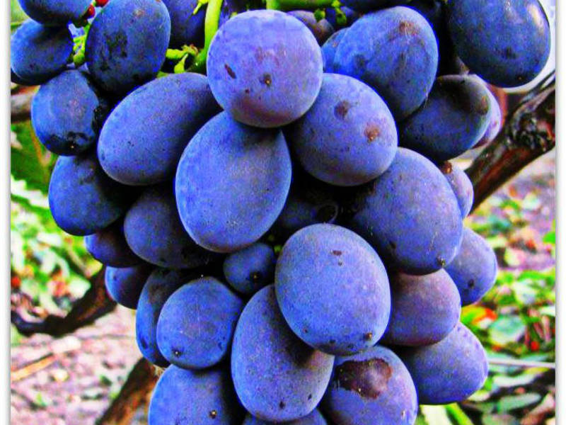 Уход выращивание винограда гала
