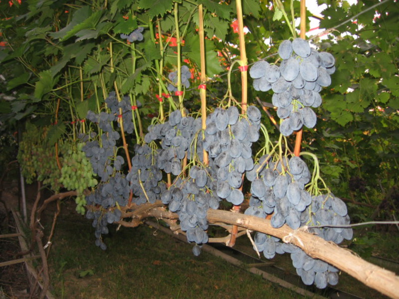 Выращивание винограда гала