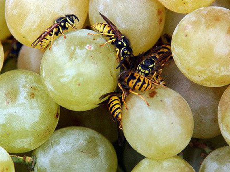 На виноград могут нападать осы