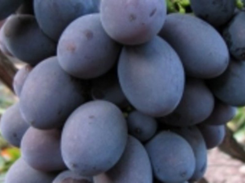 Столовая форма виноград