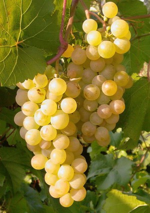 Виноград Бианка: описание сорта, фото и отзывы садоводов