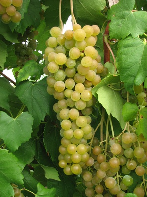 Польза винограда